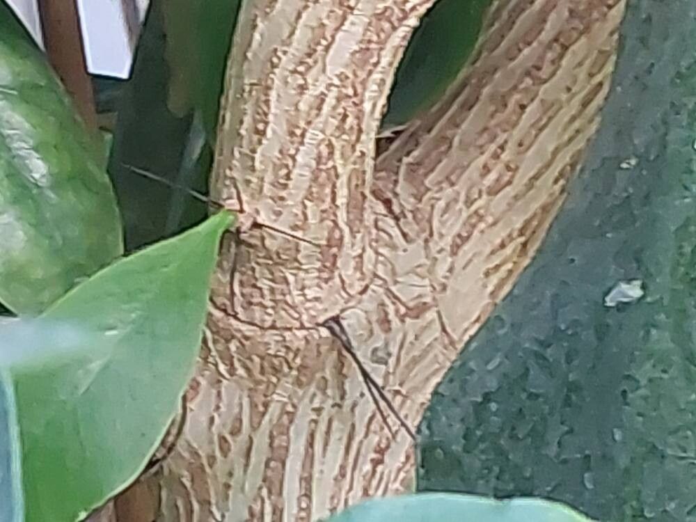 Rhodocactus sacharosa bark