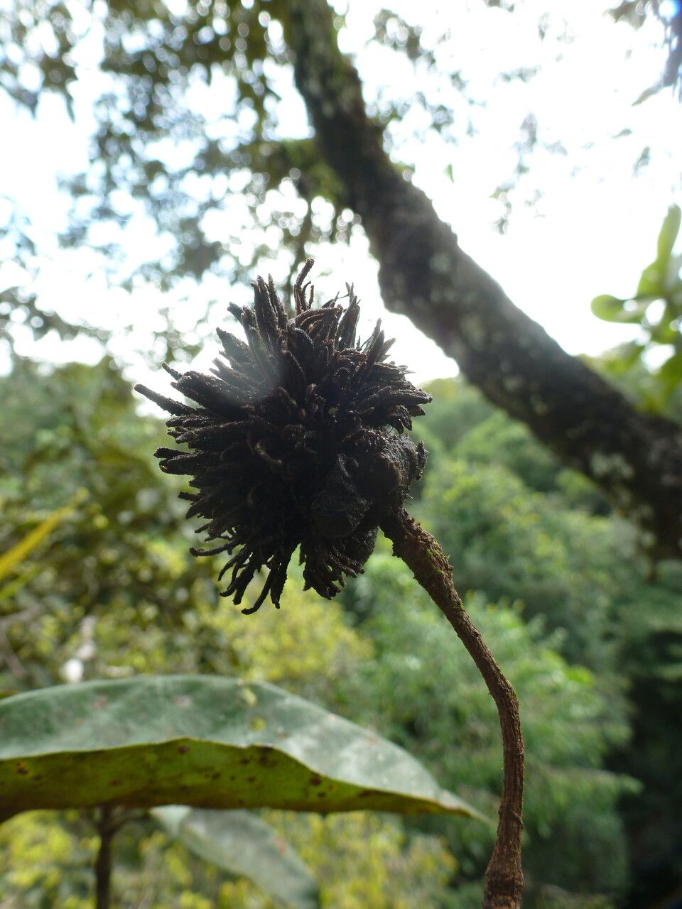 Sterculia pruriens fruit