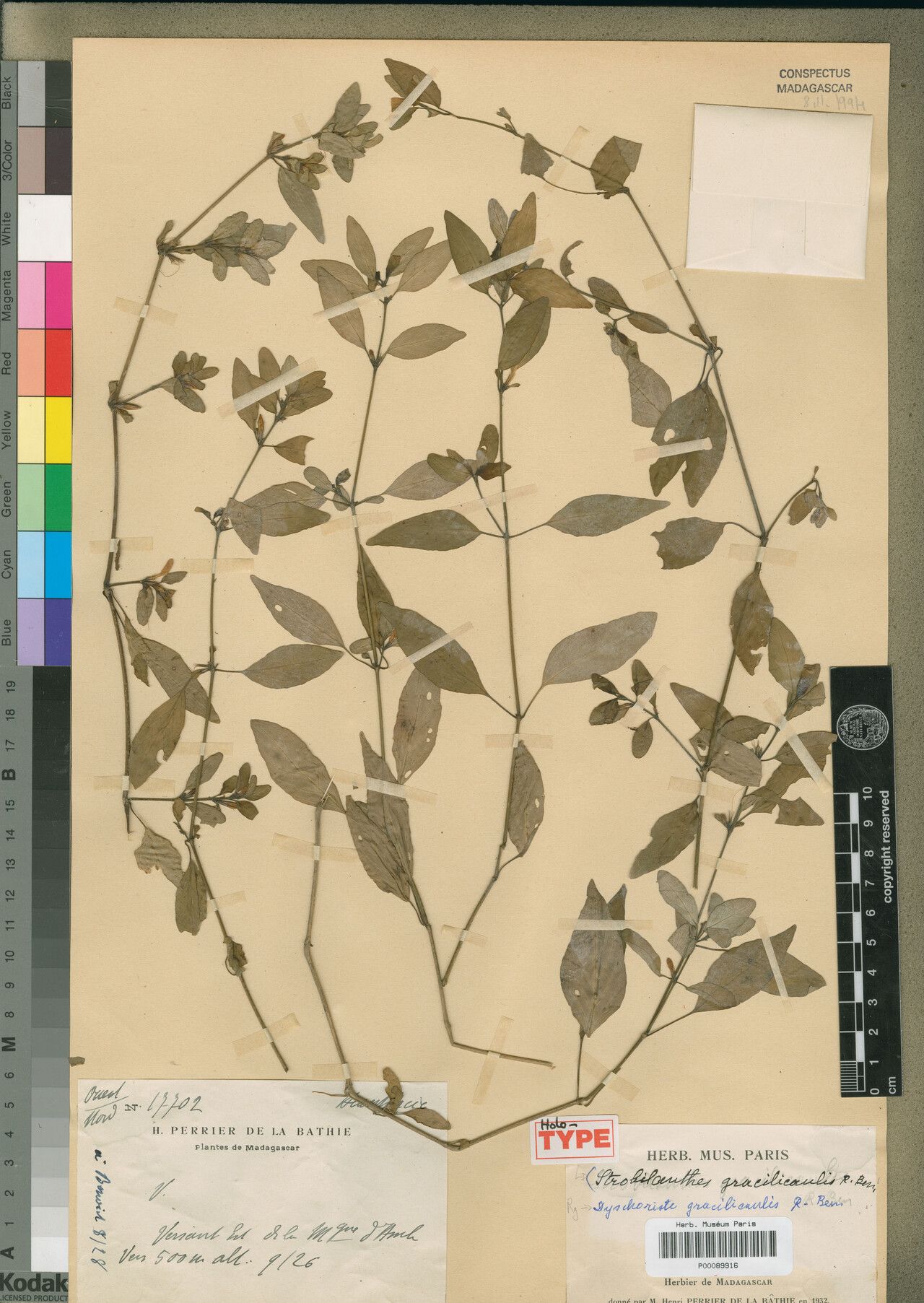 Dyschoriste gracilicaulis — related species from the same genus