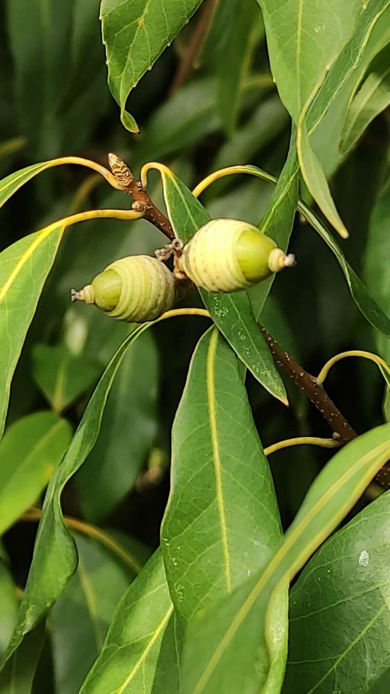 Quercus myrsinifolia fruit