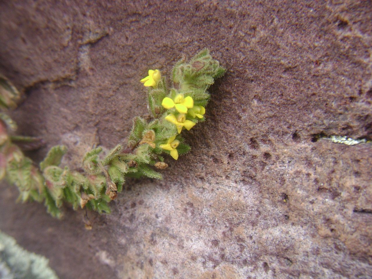 Bartsia elongata — related species from the same genus