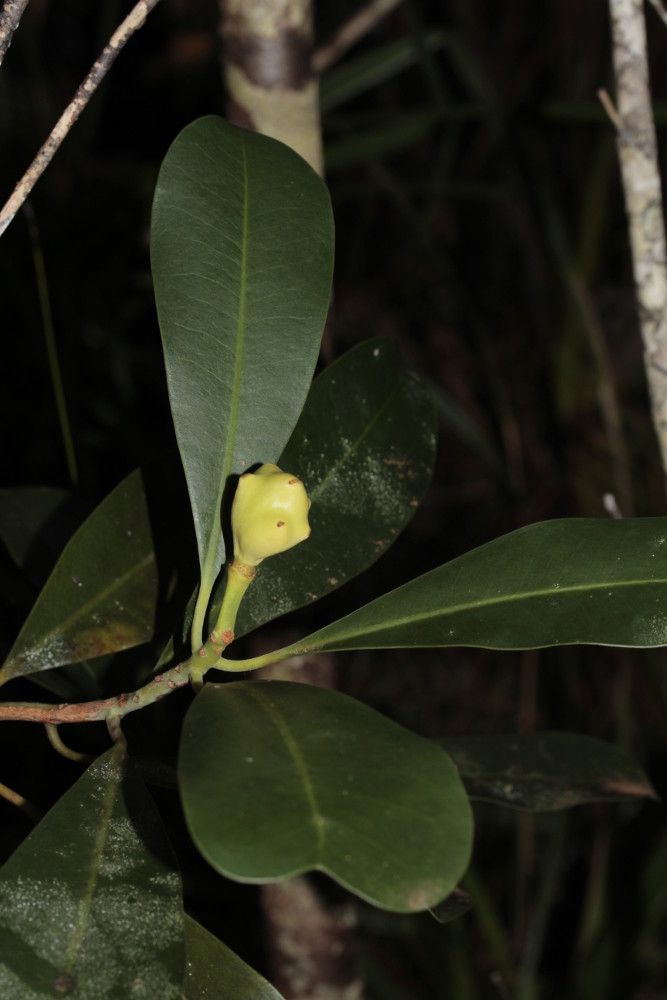 Zygogynum vieillardii habit
