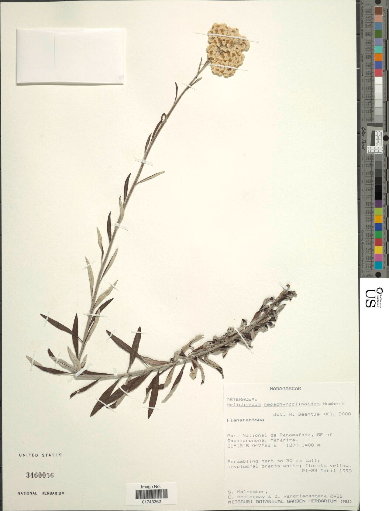 Helichrysum neoachyroclinoides — houseplant care guide