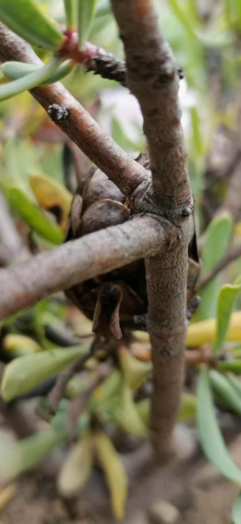 Protea canaliculata bark