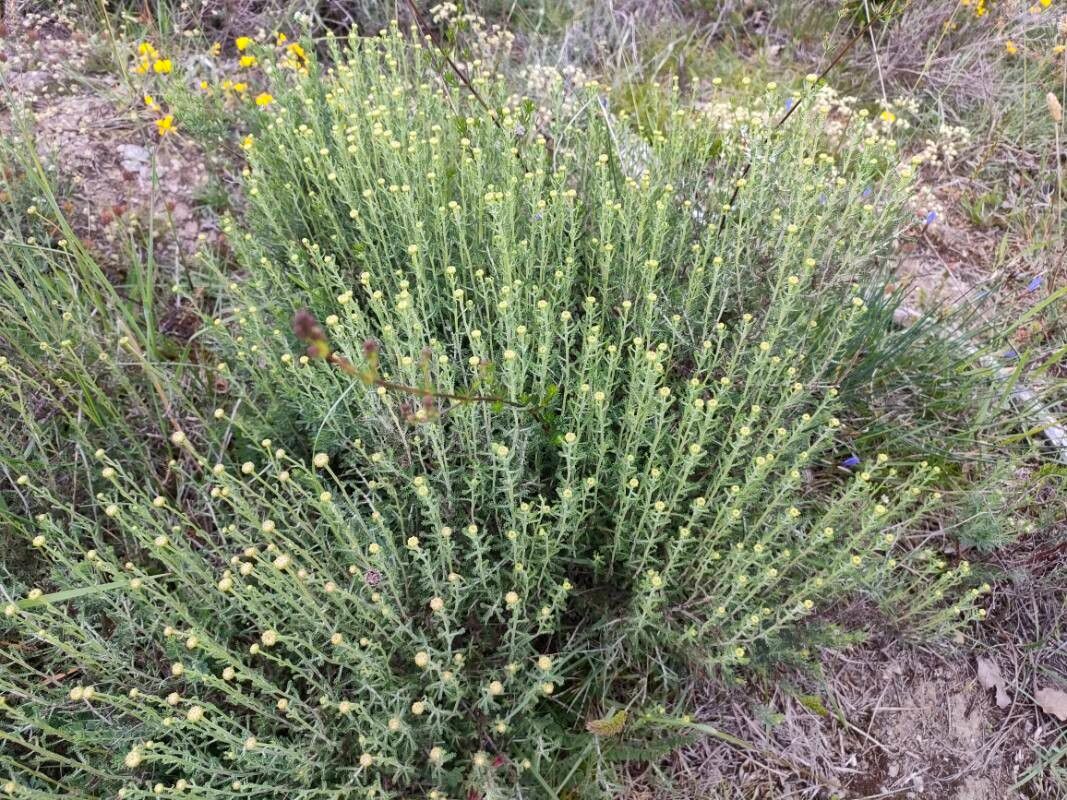 Santolina ericoides — search result for 'Santolina'