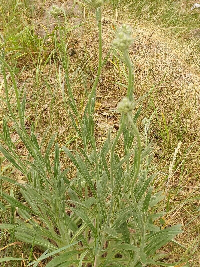 Pilosella echioides — search result for 'Pilosella'