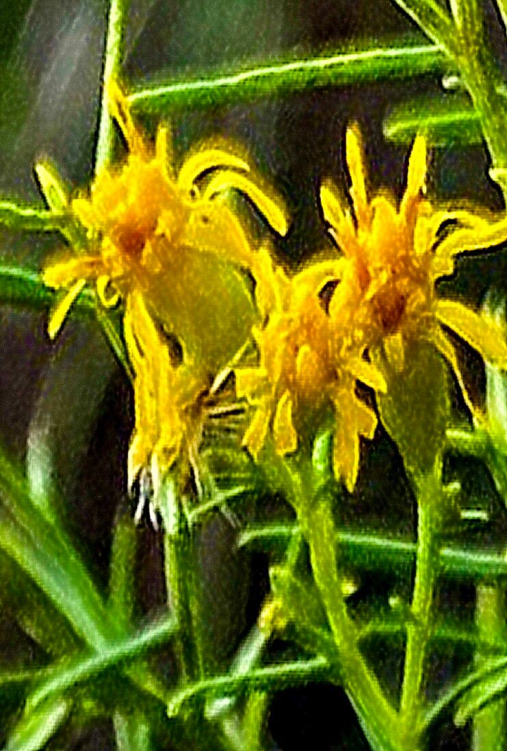 Euthamia caroliniana — related species from the same genus