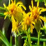 Euthamia caroliniana