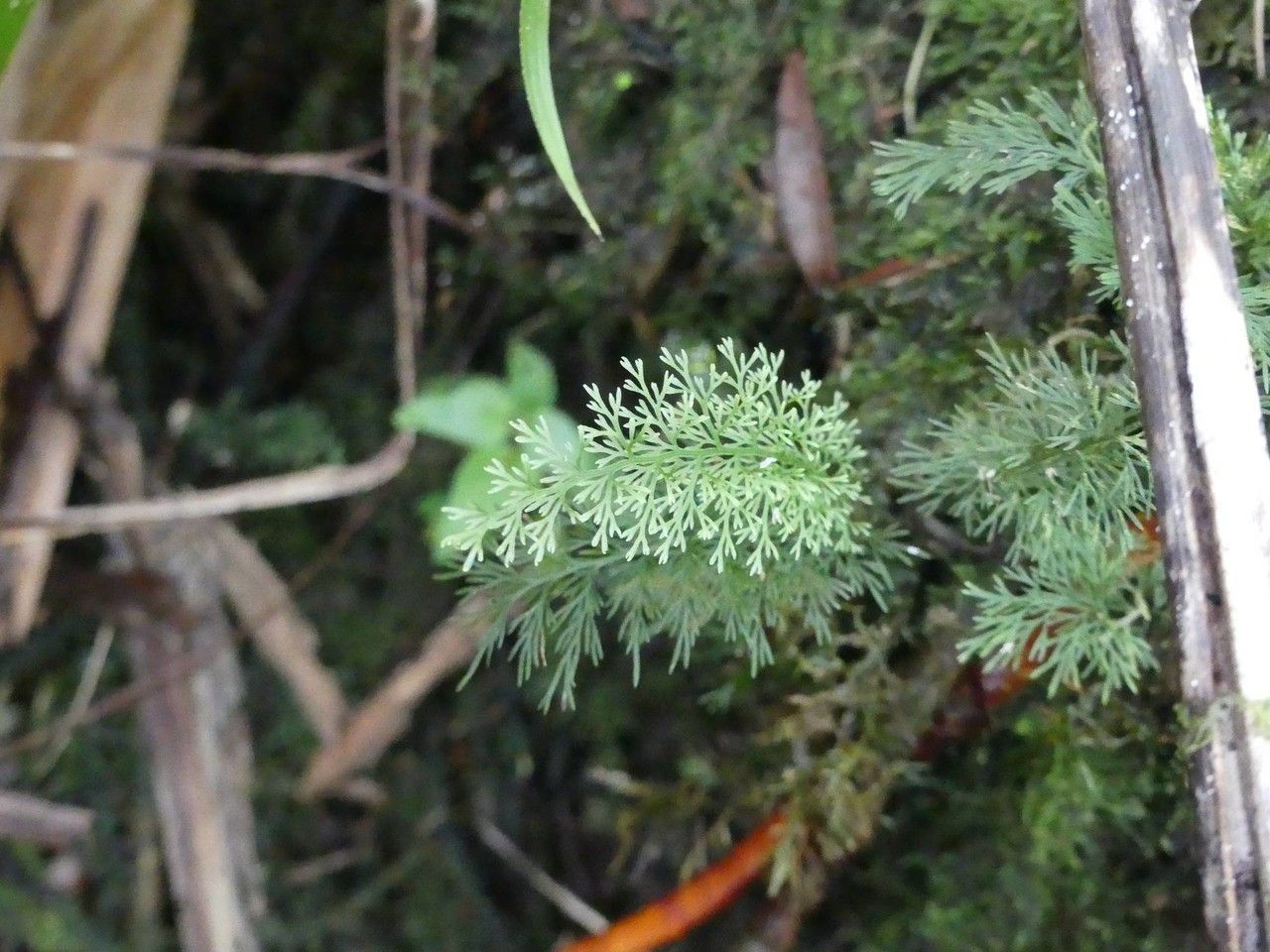 Trichomanes parviflorum leaf