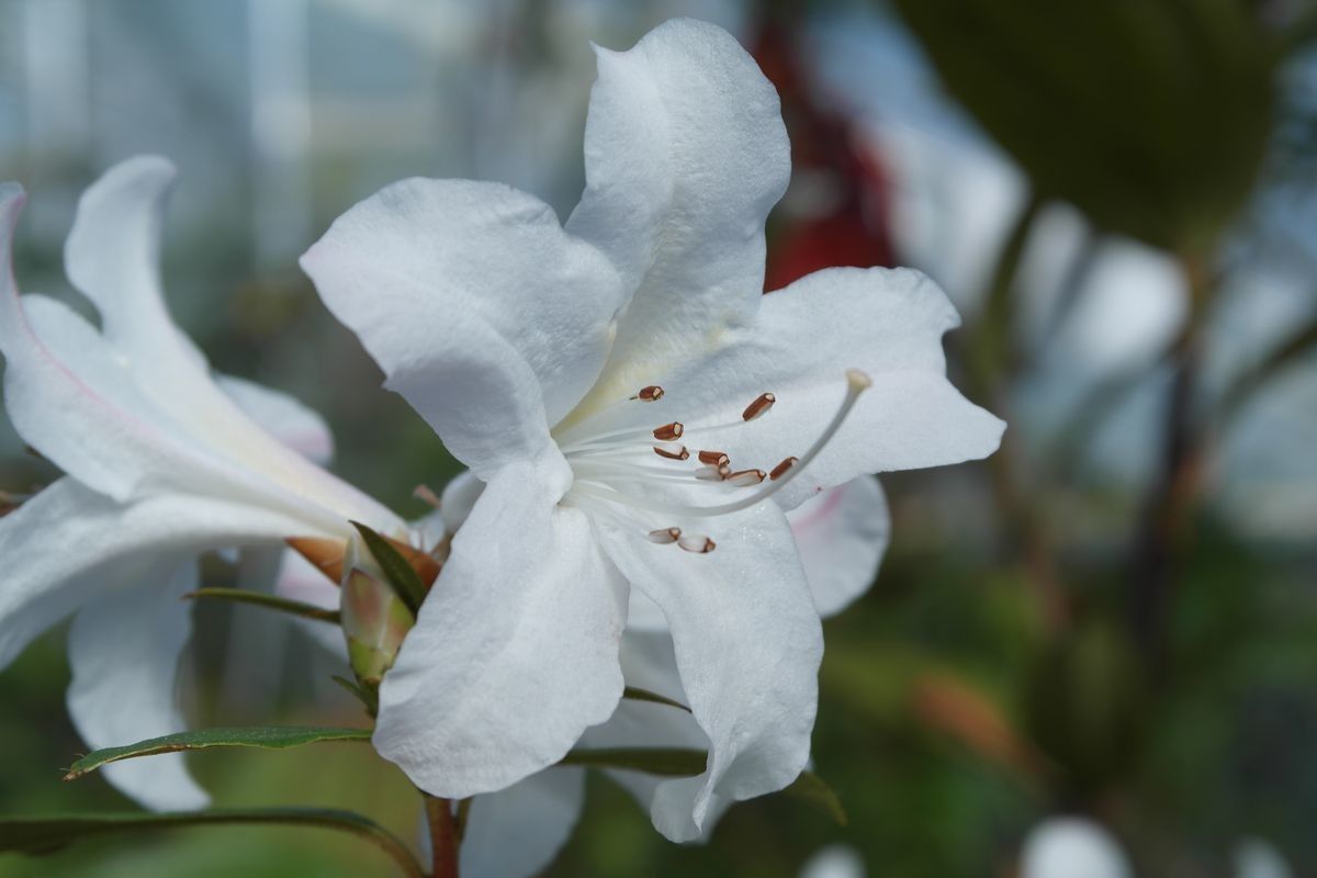 Rhododendron formosum flower