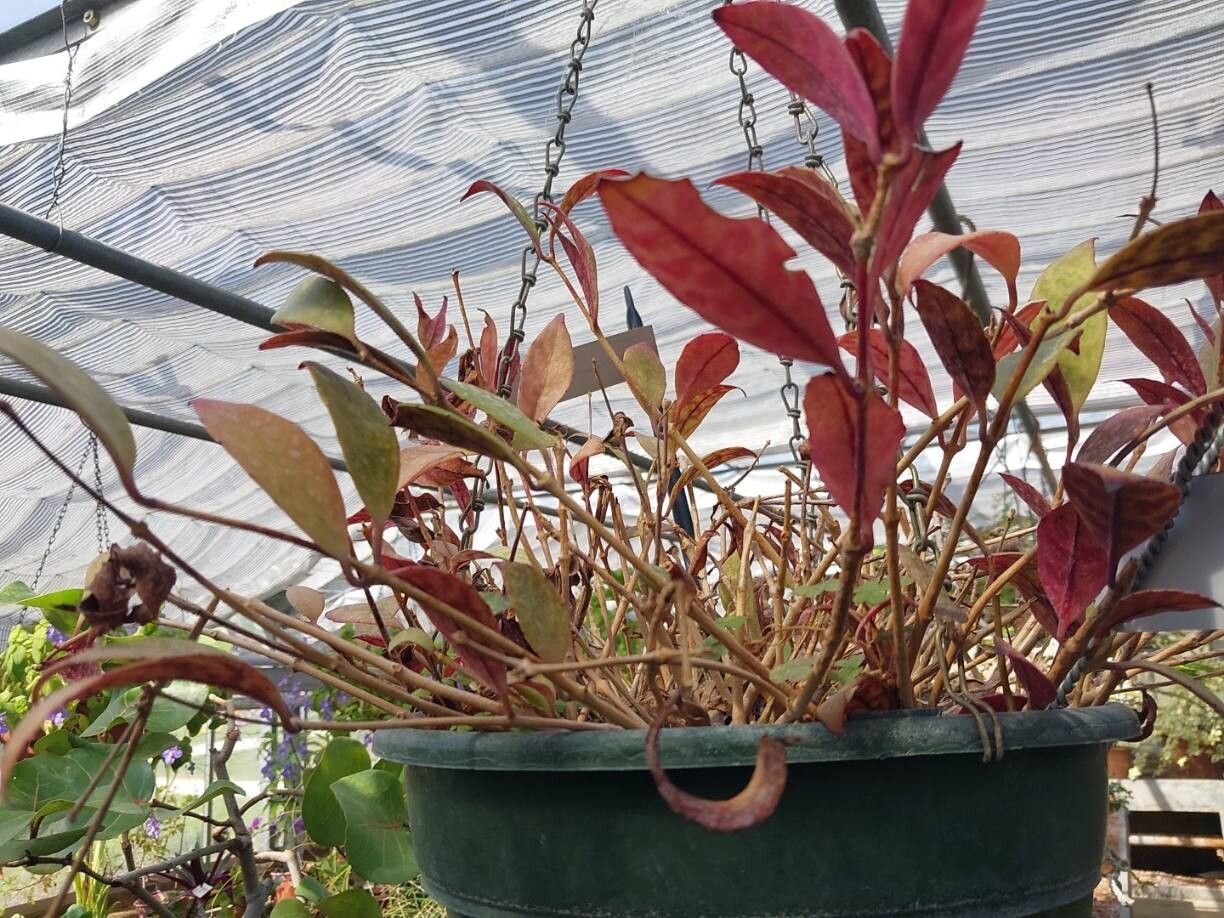 Aeschynanthus longiflorus — search result for 'Aeschynanthus'