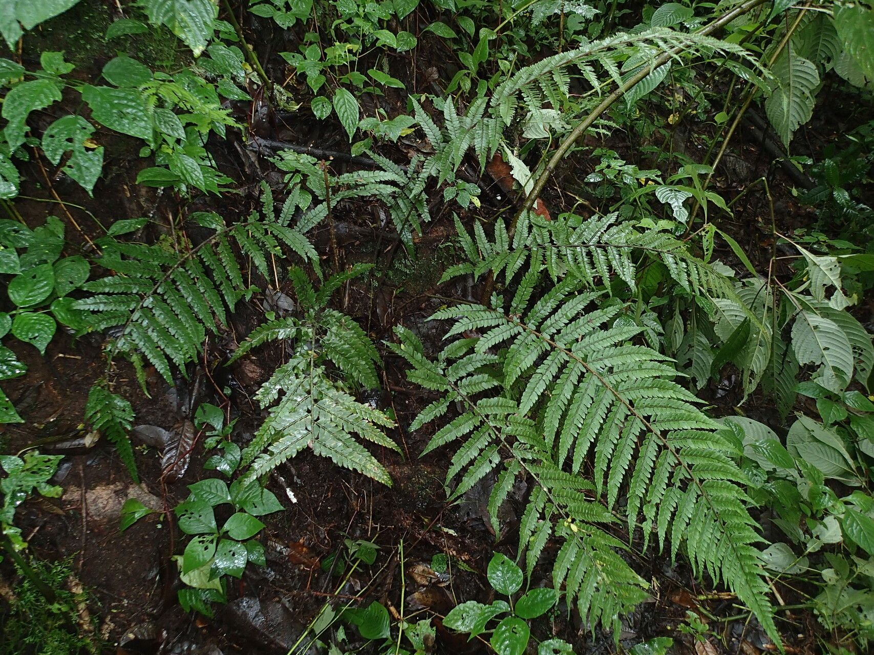 Polystichum transvaalense habit