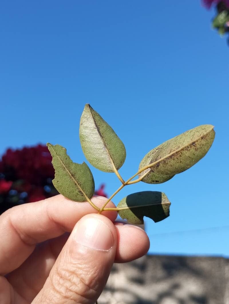 Dalbergia cearensis — houseplant care guide