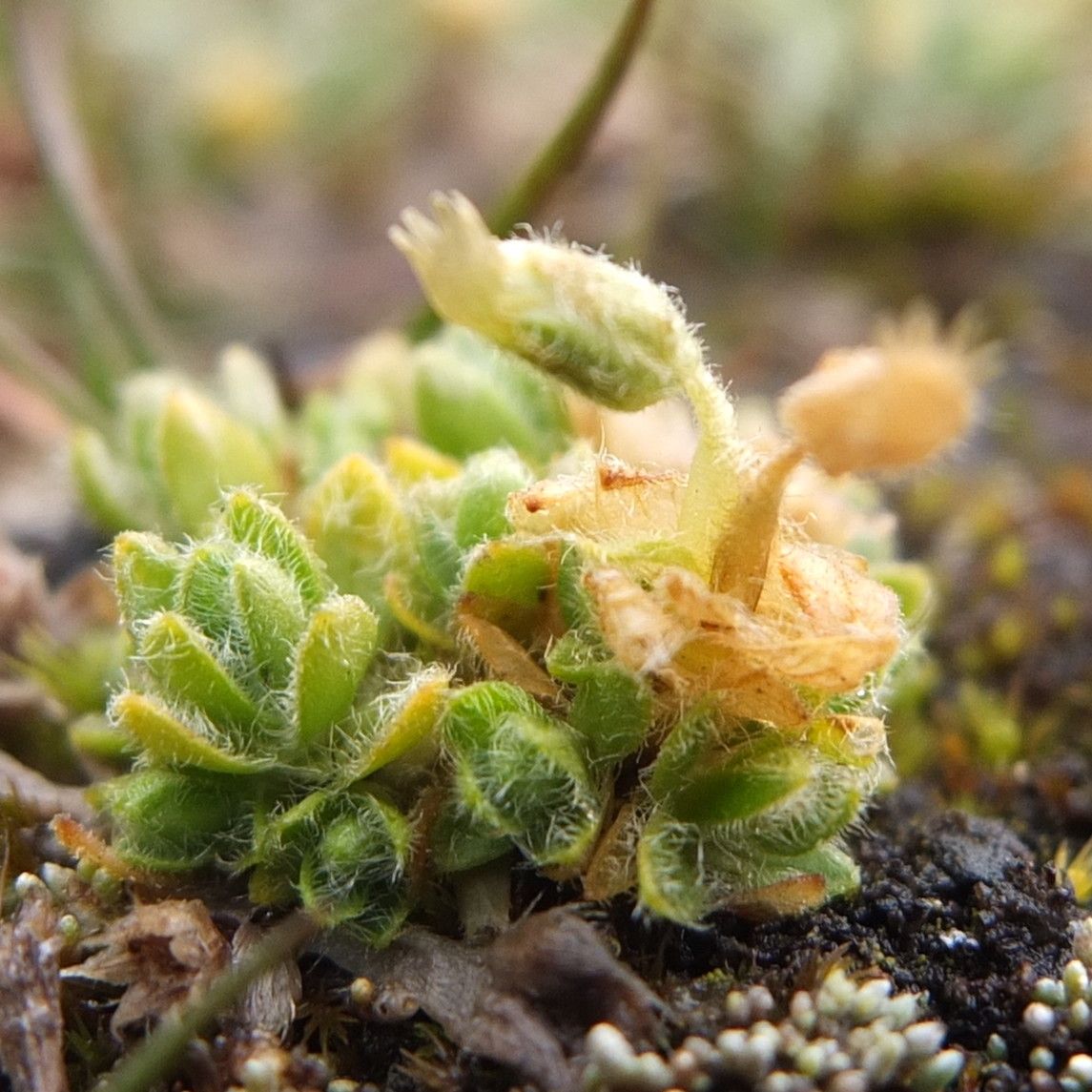 Cerastium crassipes habit