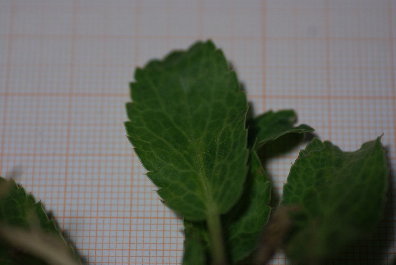 Eryngium dichotomum other