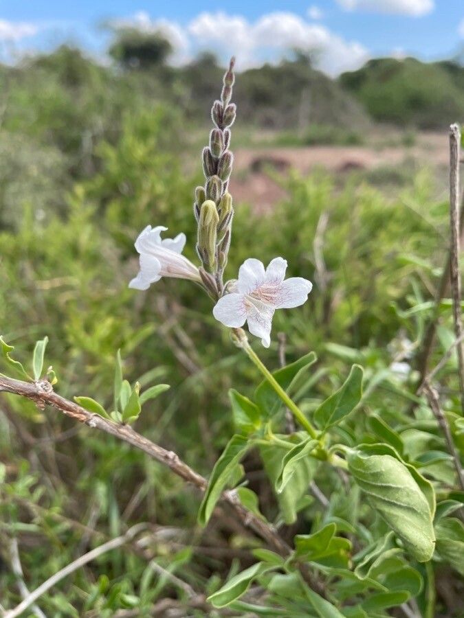 Asystasia charmian flower