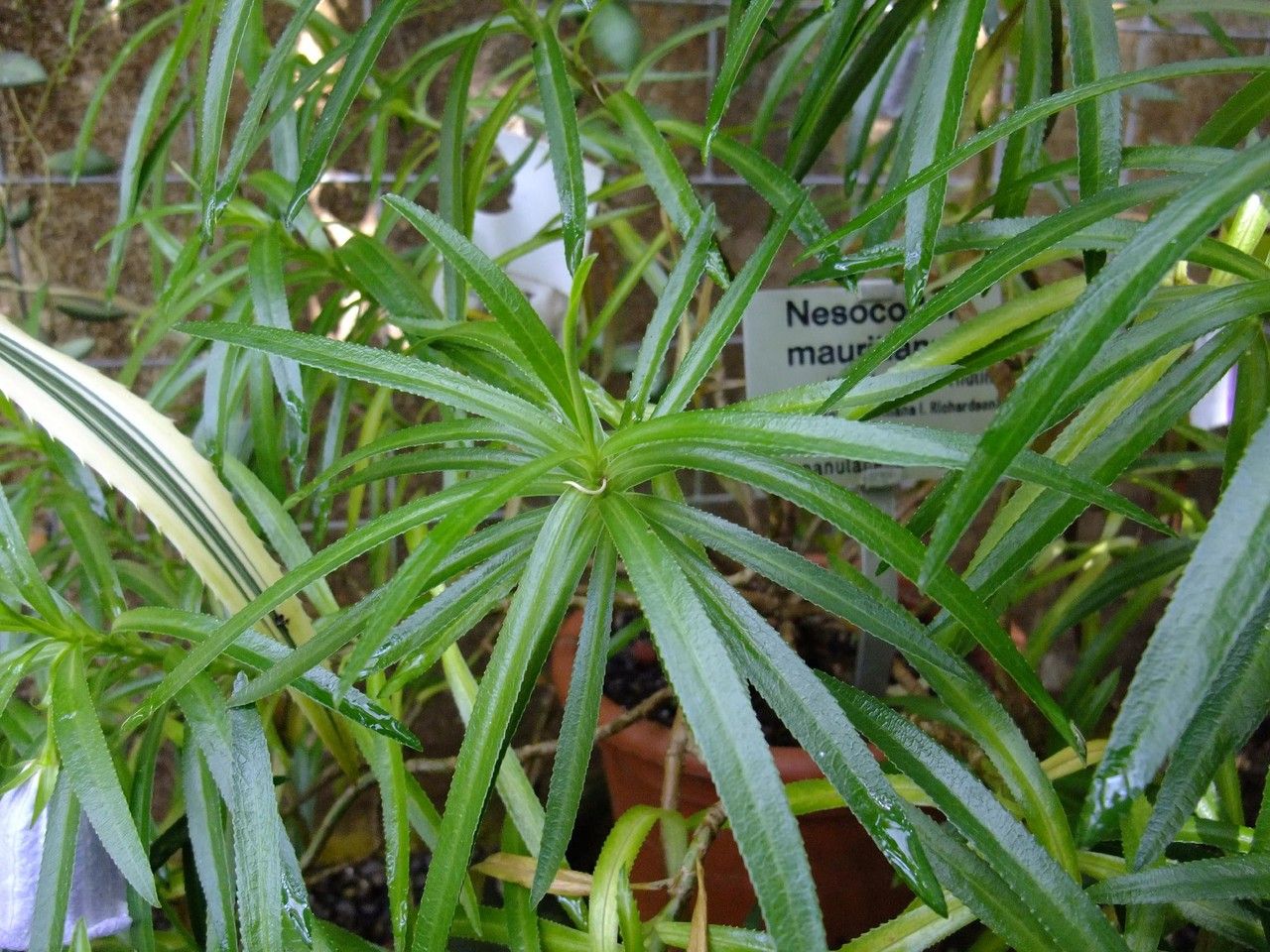 Nesocodon mauritianus leaf
