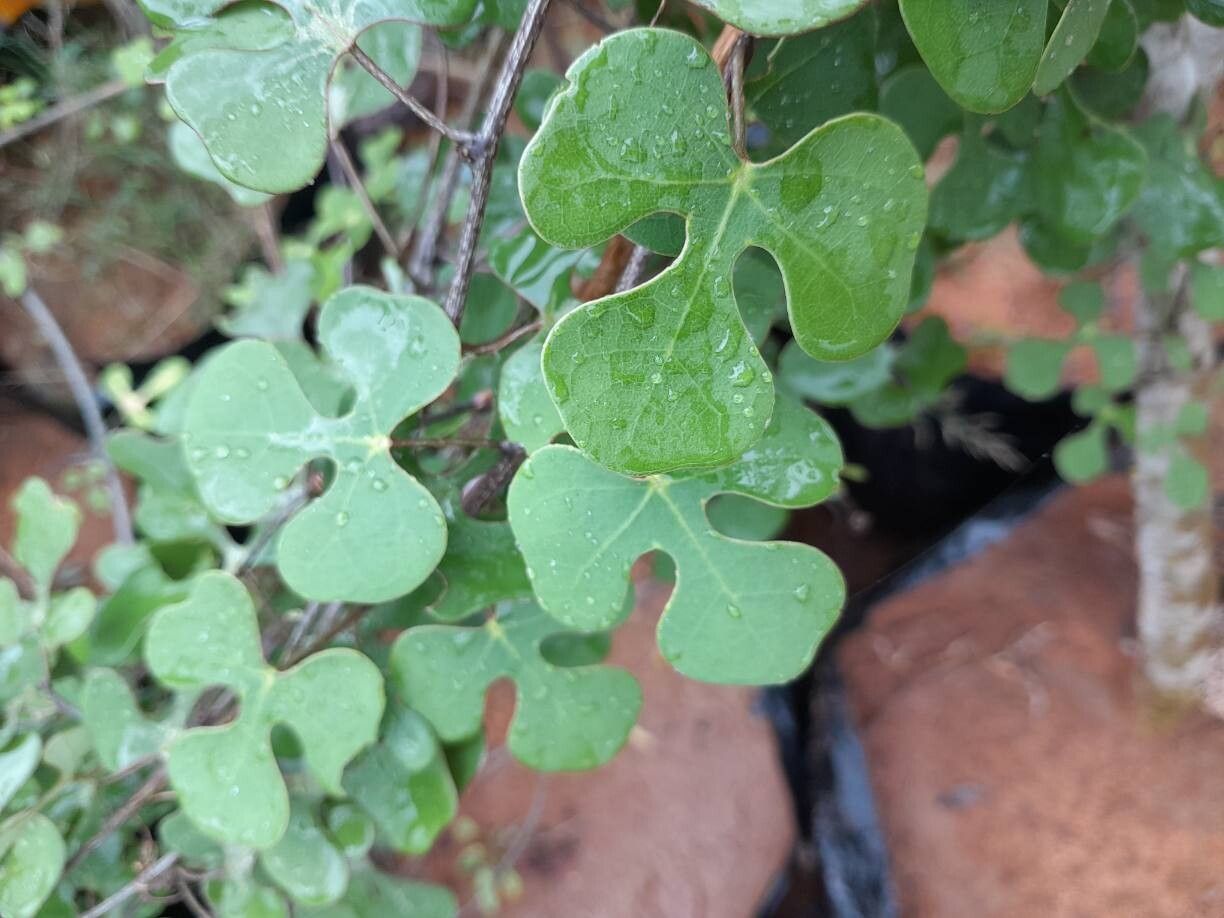 Adenia olaboensis — houseplant care guide