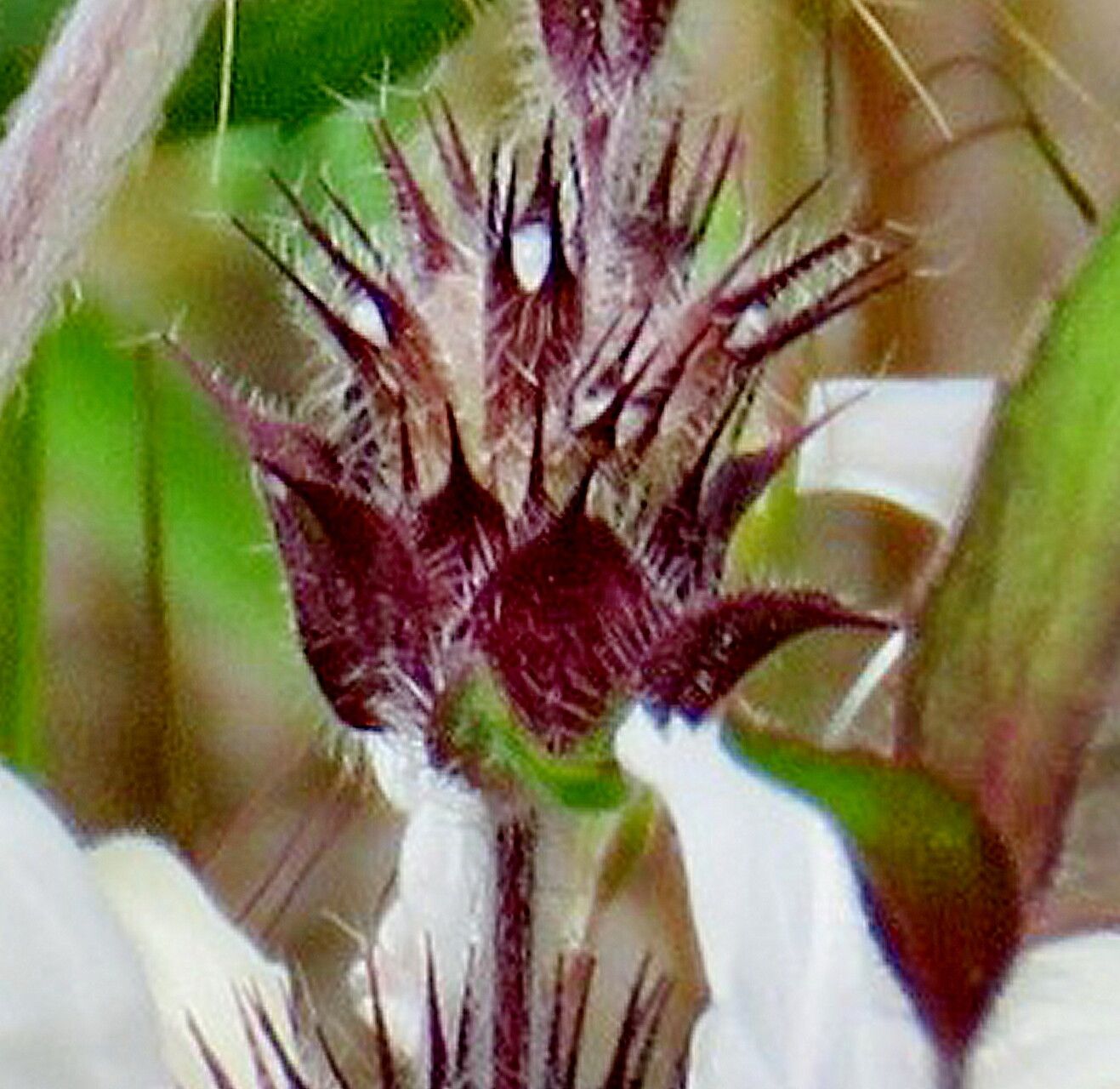 Monarda clinopodioides