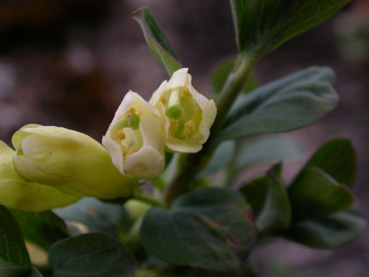 Lonicera obovata habit