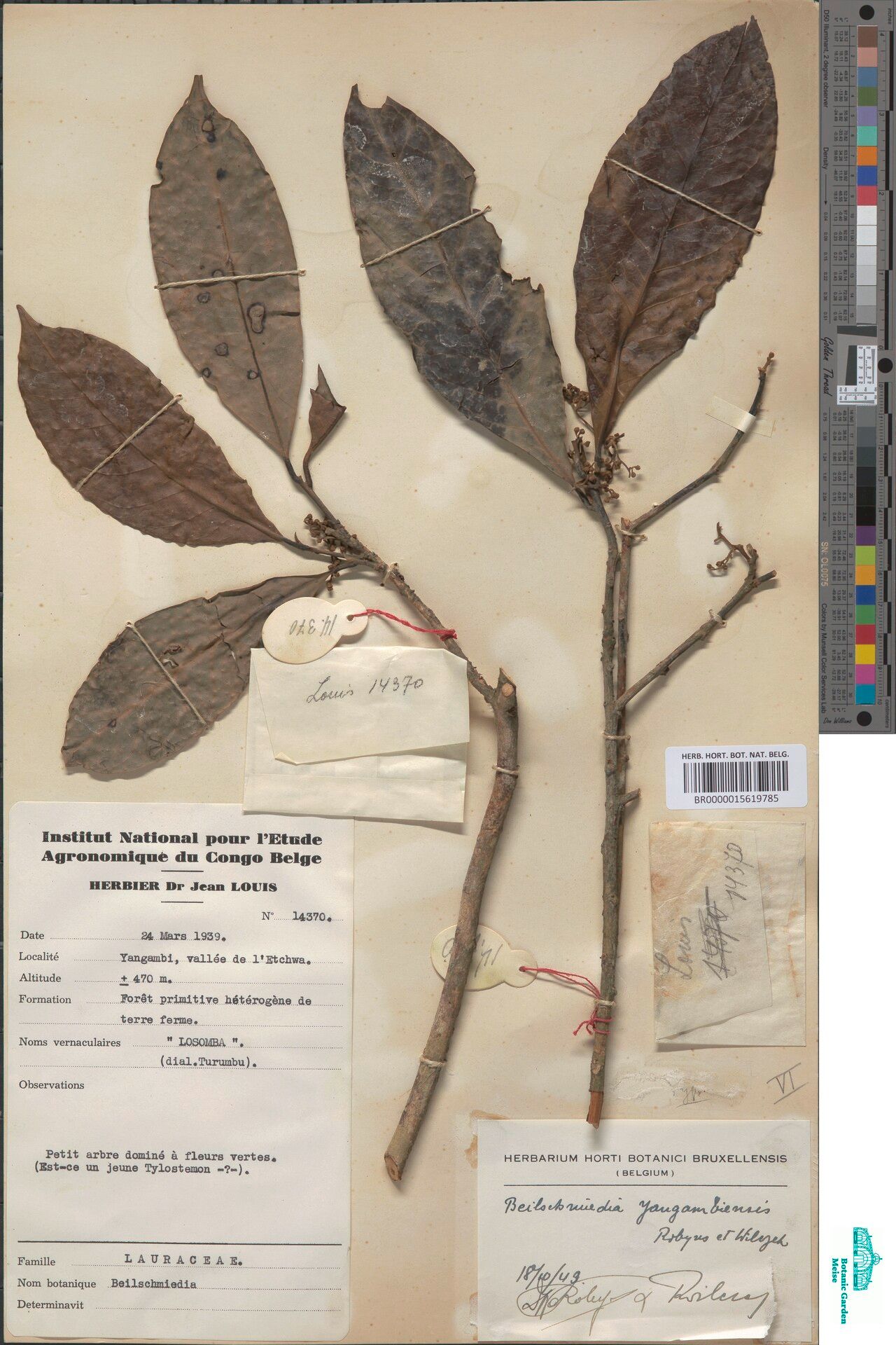 Beilschmiedia yangambiensis — houseplant care guide