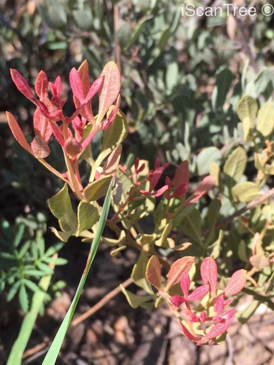 Searsia tumulicola fruit