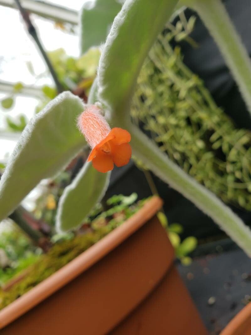 Sinningia leucotricha flower