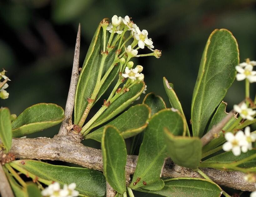 Gymnosporia maranguensis flower