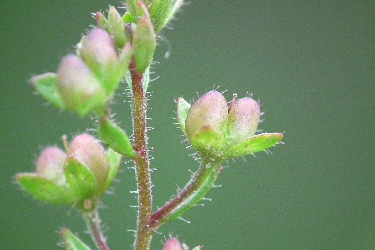 Veronica acinifolia fruit