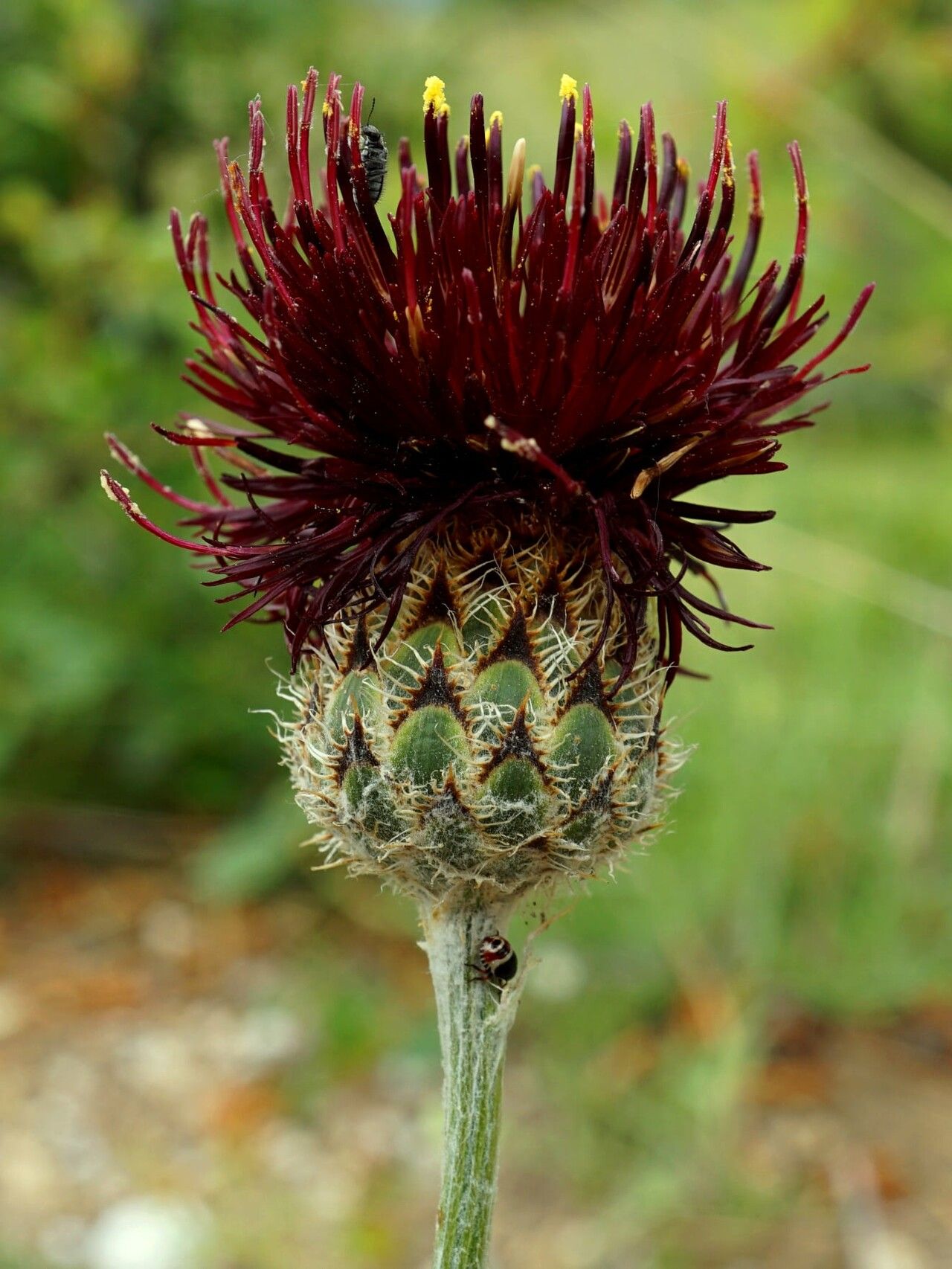 Centaurea immanuelis-loewii — houseplant care guide