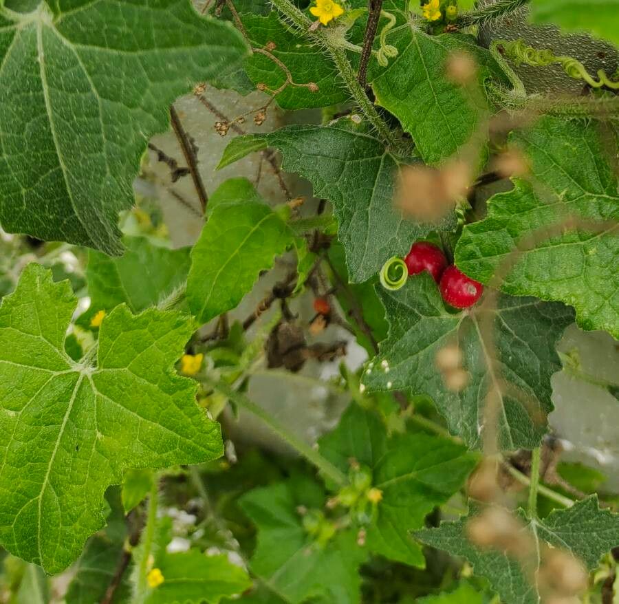 Mukia maderaspatana fruit