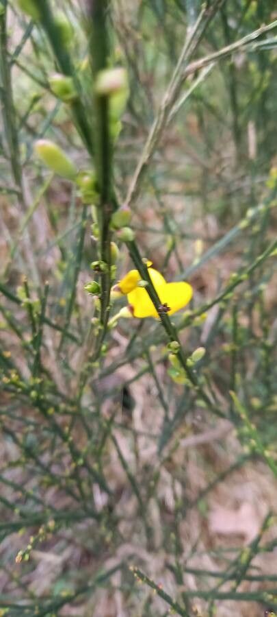 Viminaria juncea — houseplant care guide