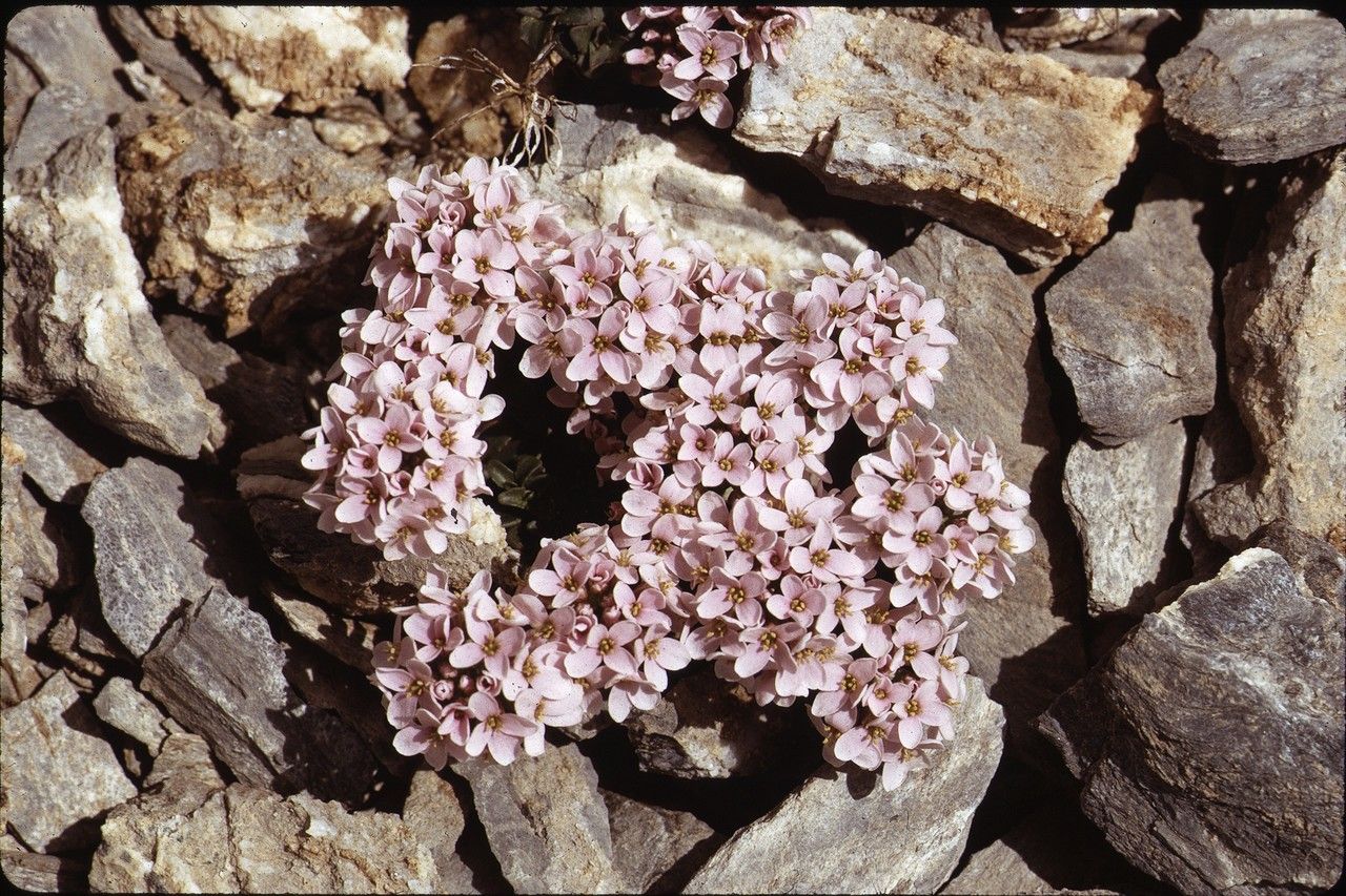 Petrocallis pyrenaica habit