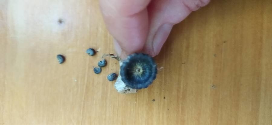 Lavatera trimestris fruit