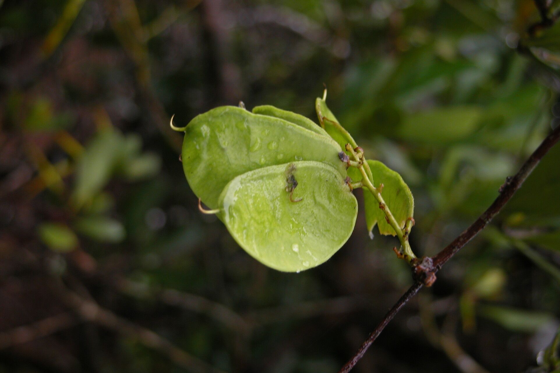 Grona adscendens fruit