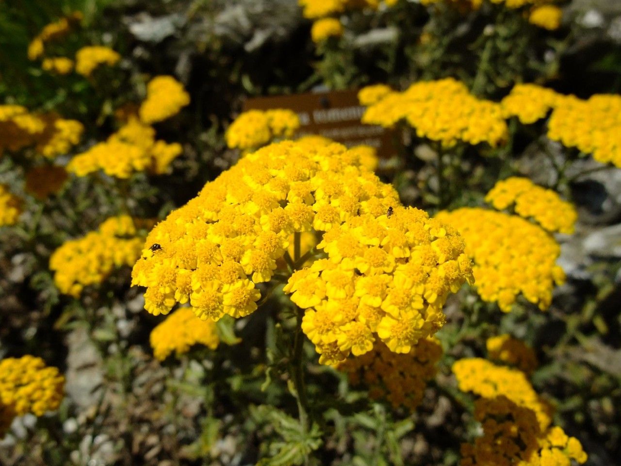 Achillea leptophylla flower