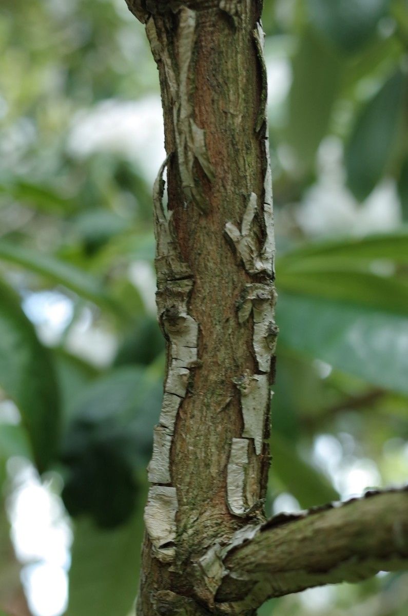 Rhododendron peregrinum bark