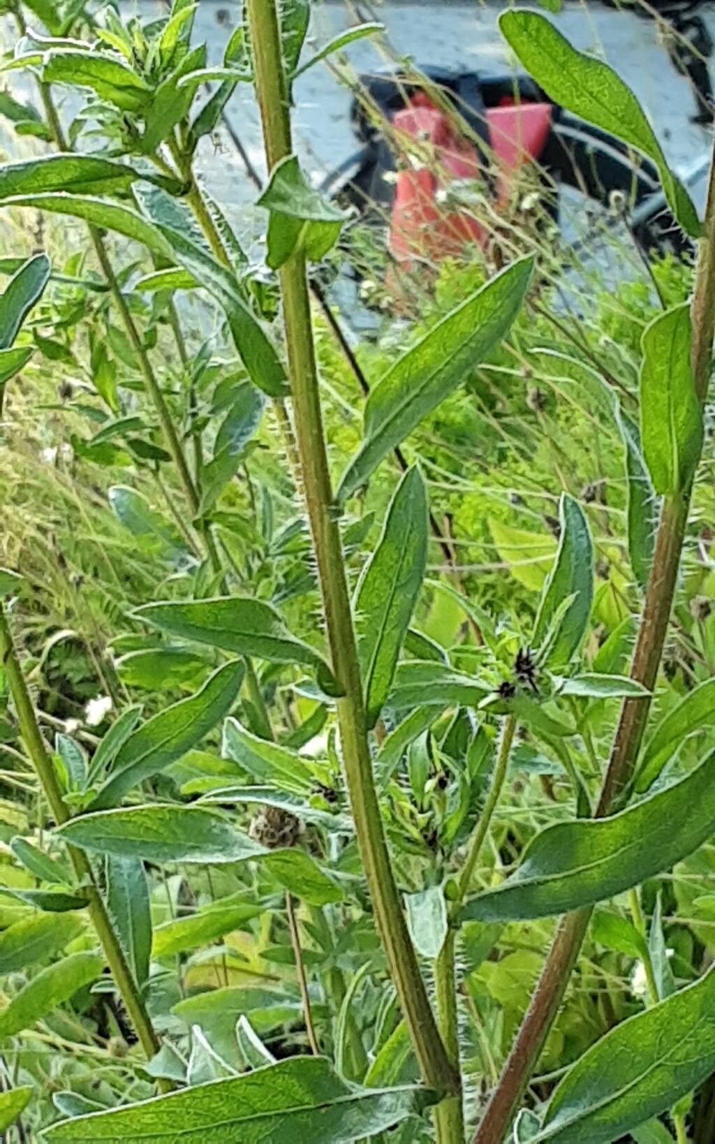 Heterotheca camporum bark