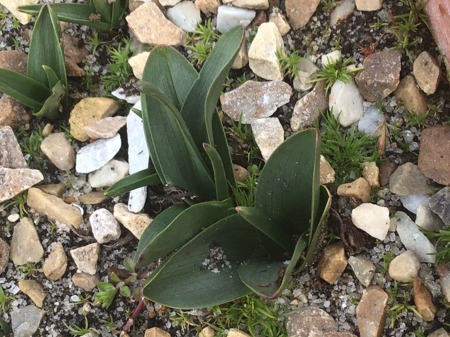 Colchicum autumnale leaf