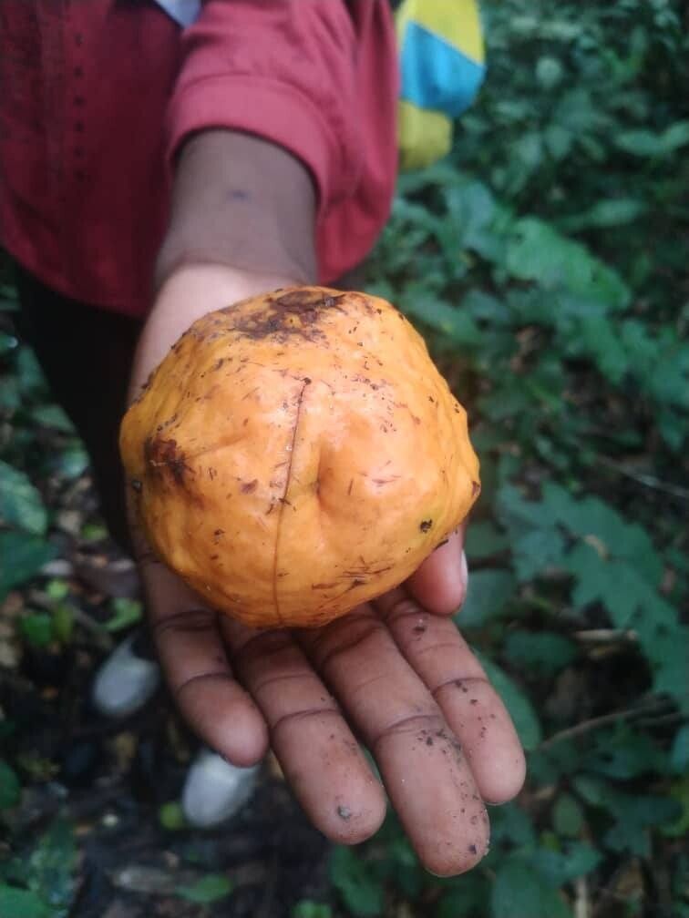 Landolphia jumellei fruit