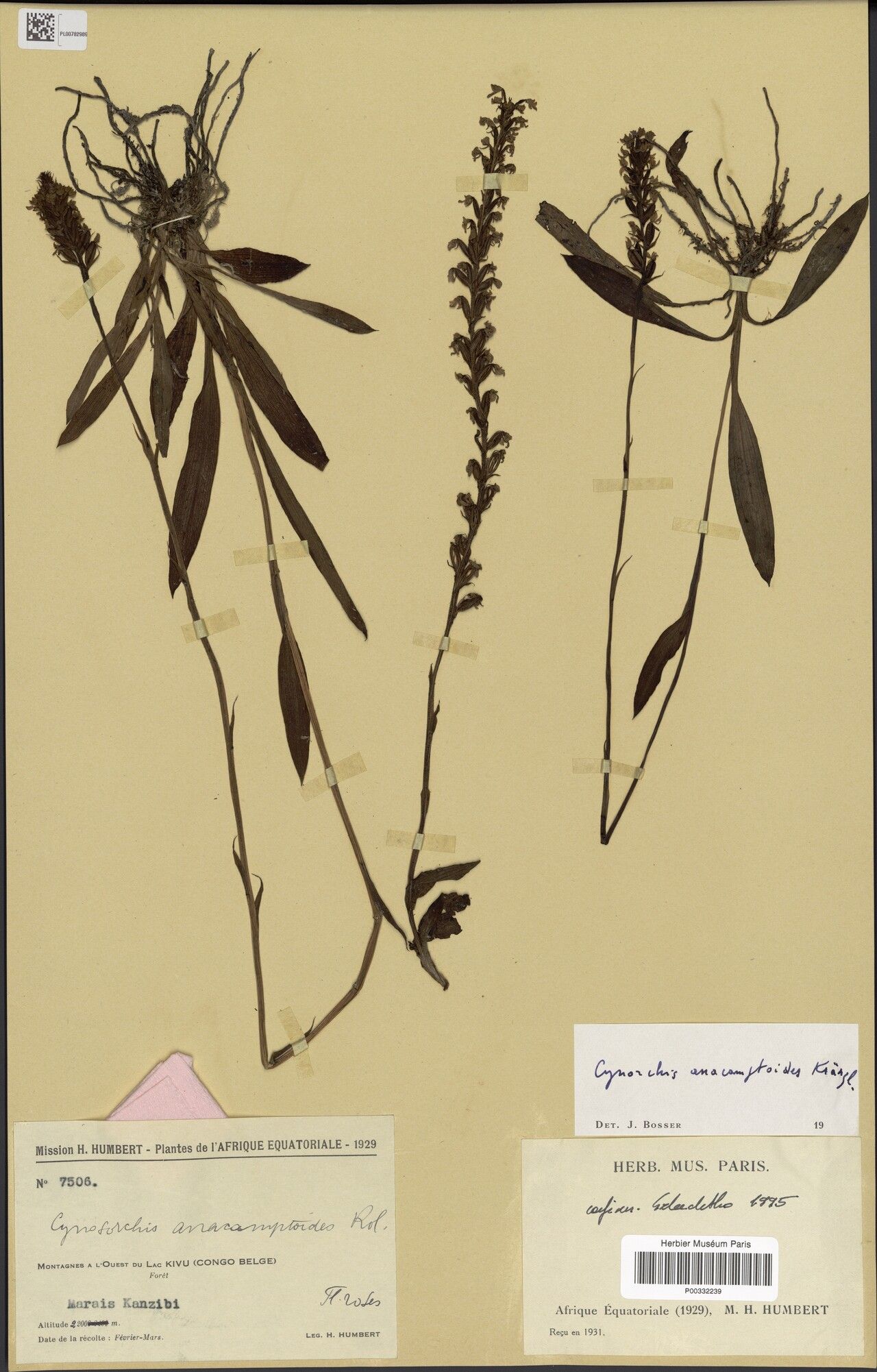 Cynorkis ochyrae — houseplant care guide