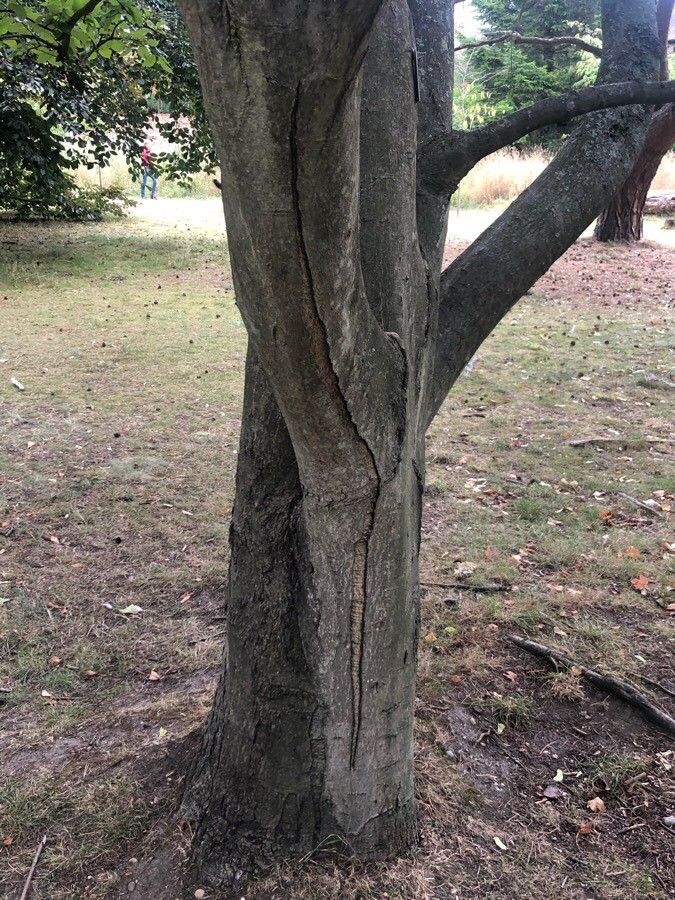 Sorbus alnifolia bark