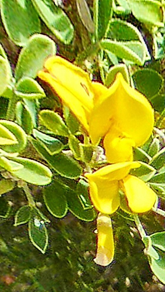 Calicotome intermedia