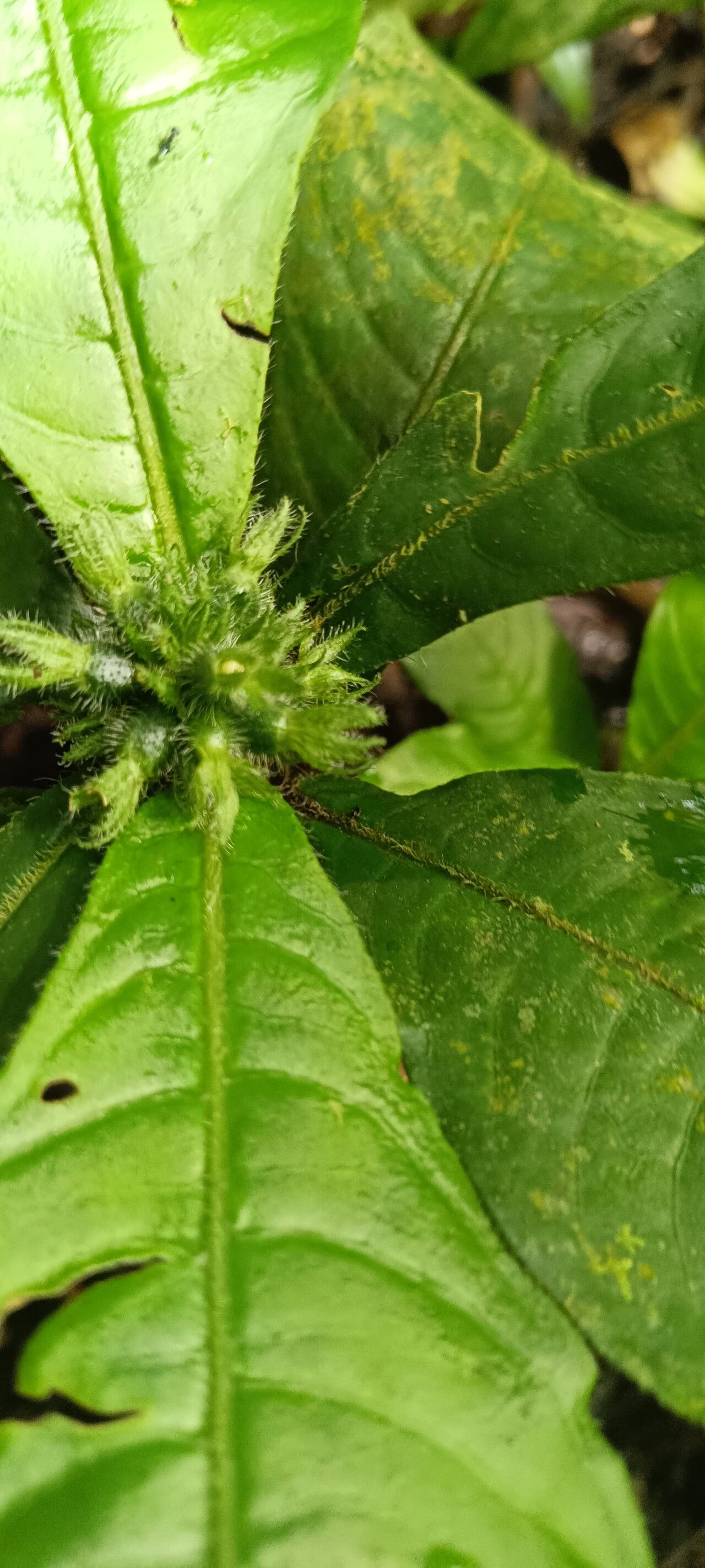 Psychotria hexamera fruit