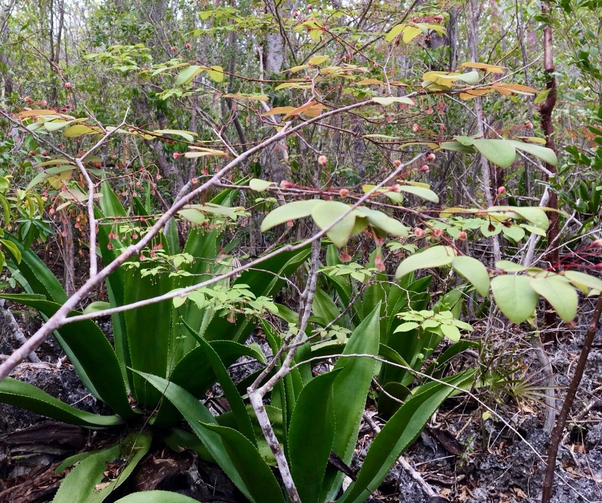 Phyllanthus caymanensis habit