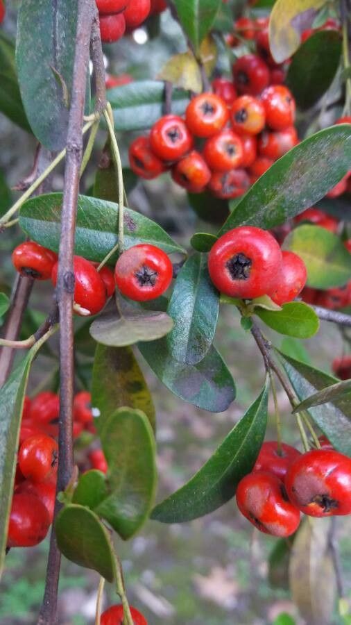 Arctostaphylos pungens fruit