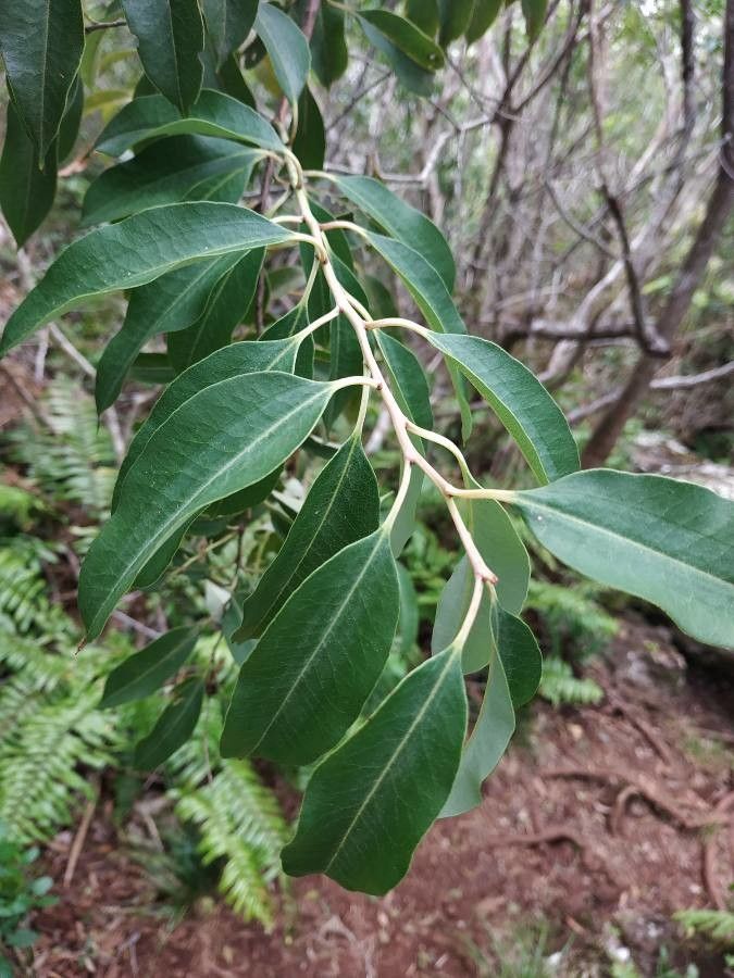 Agarista salicifolia leaf