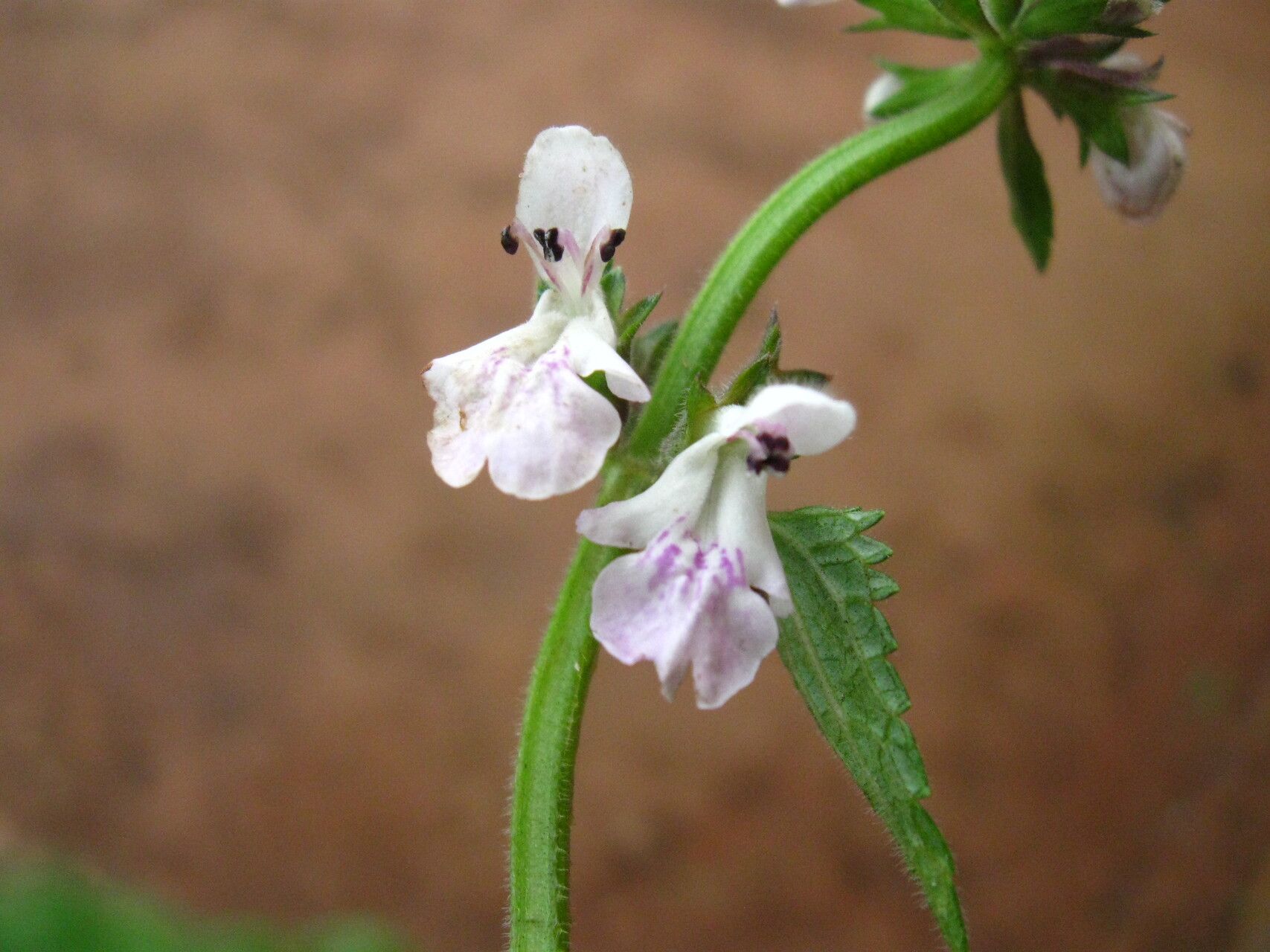 Stachys aculeolata flower