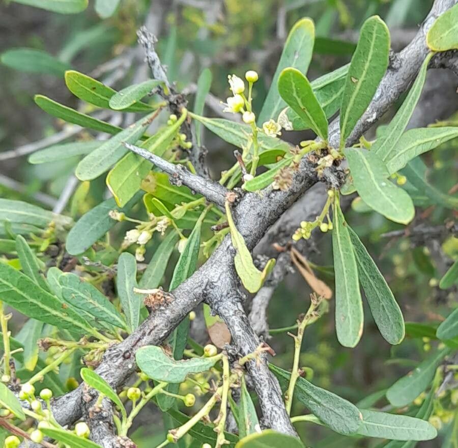 Schinus longifolia leaf