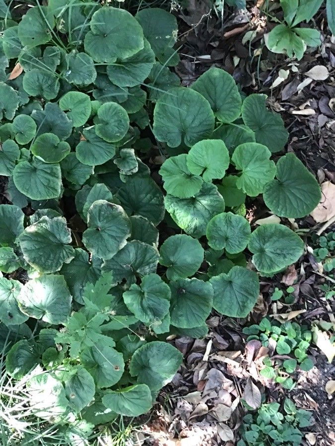 Thlaspi macrophyllum leaf